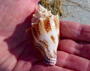 fighting conch with letter H fighting conch with letter H