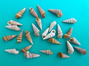 ladder horn snails