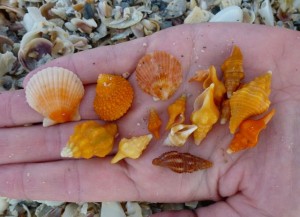 lisbeth orange seashells