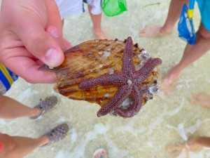 live starfish with people gathered live starfish with people gathered