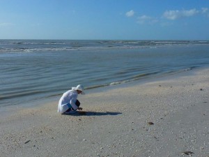 low tide shell collecting low tide shell collecting