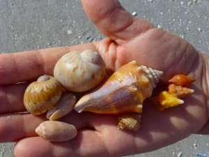 lynn seashells moons conchs lynn seashells moons conchs