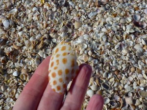 piece of junonia piece of junonia
