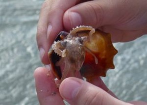pygmy octopus sanibel pygmy octopus sanibel
