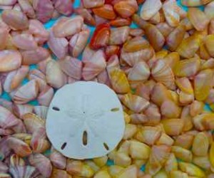 sand dollar coqunas