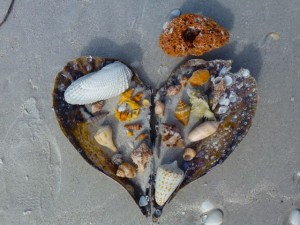 sanibel seashells on pen shell sanibel seashells on pen shell
