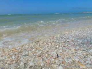 seashells and waves seashells and waves