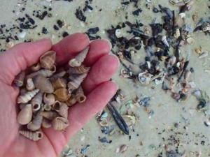 seashells at Bunche beach Florida