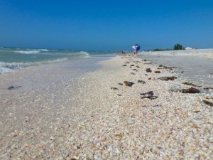 seashells on beach Sanibel seashells on beach Sanibel