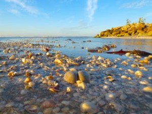 shells in shallow water captiva shells in shallow water captiva