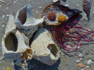 Beach bling shells sea whip urchin Beach bling shells sea whip urchin