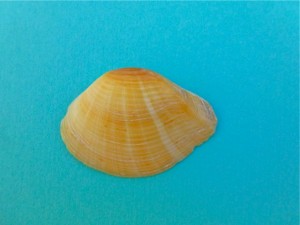 Beautiful Crassatella Eucrassatella speciosa Beautiful Crassatella Eucrassatella speciosa