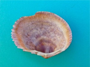 Broad Paper Cockle interior Broad Paper Cockle interior