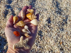 Collecting captiva seashells Collecting captiva seashells