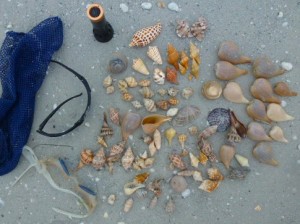 Donnie seashells
