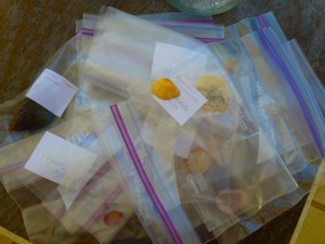 Identified Sanibel seashells shell bags Identified Sanibel seashells shell bags
