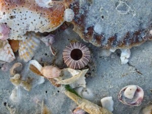 Sanibel Beach bling urchin Sanibel Beach bling urchin