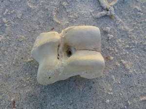 Sanibel beach bone from crab trap Sanibel beach bone from crab trap