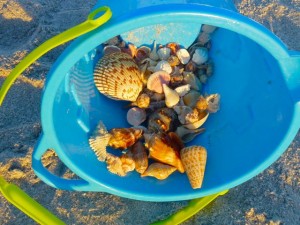 Sanibel six seashells aqua bucket Sanibel six seashells aqua bucket