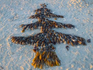 Seashell Christmas tree beach Seashell Christmas tree beach