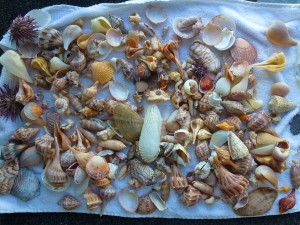 Tammy all different shells Sanibel Tammy all different shells Sanibel