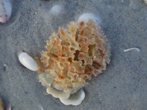Tulip egg case Sanibel Florida beach Tulip egg case Sanibel Florida beach