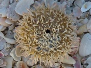 West indian Sea egg