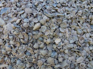 alphabet cone driveway shell alphabet cone driveway shell