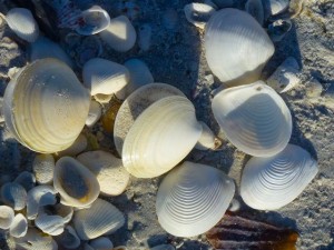 ark shells, dosinia, sailors ears ark shells, dosinia, sailors ears