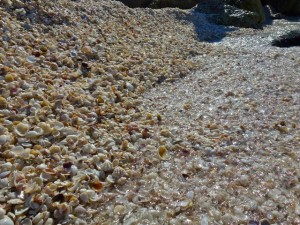 bank of seashells Captiva Florida December bank of seashells Captiva Florida December