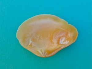 beautiful crassatella interior beautiful crassatella interior