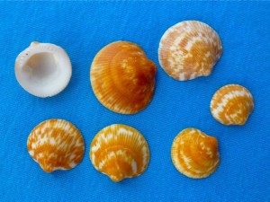 bittersweet seashells sanibel florida bittersweet seashells sanibel florida