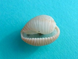 coffee bean trivia Niveria pediculus aperture coffee bean trivia Niveria pediculus aperture