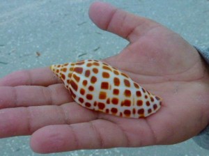 donnie benton hand junonia