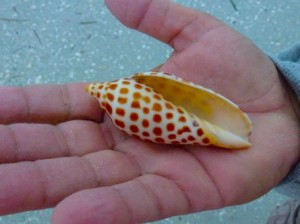 donnie benton hand junonia aperture