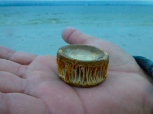 donnie hand sea life vertabrae