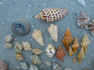 donnie seashells lighthouse beach