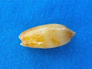 golden olive karen wg golden olive karen wg