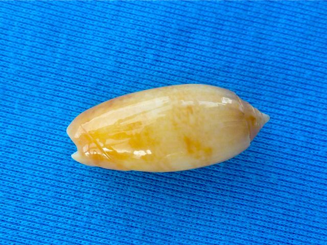 golden olive