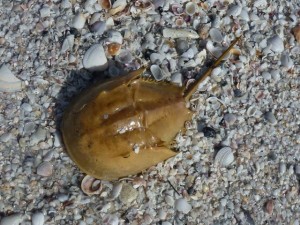 horseshoe crab beached horseshoe crab beached