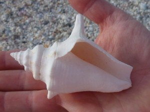 juvenile queen conch sanibel aperture juvenile queen conch sanibel aperture