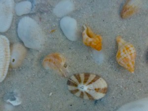 keyhole limpets with miniature shells keyhole limpets with miniature shells