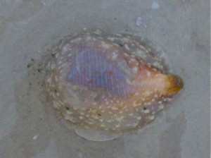 live paper fig surrounded by mollusk live paper fig surrounded by mollusk