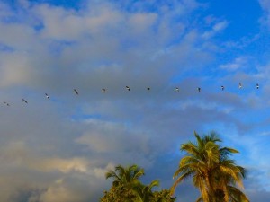 pelicans fly over palms