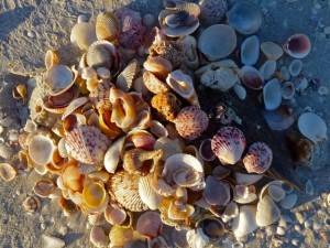pile of shell sanibel pile of shell sanibel