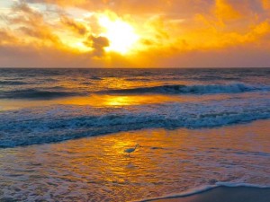 sanibel island florida sunset bird sanibel island florida sunset bird
