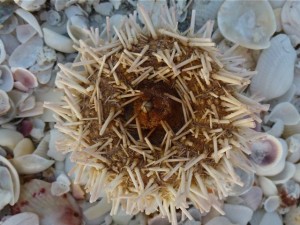 sea egg mouth