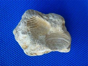 seashell imprints Tammy stone seashell imprints Tammy stone