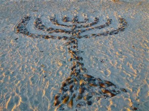 seashell menorah beach seashell menorah beach