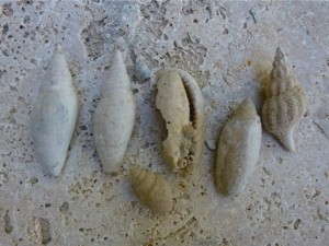 seashell walkway shells seashell walkway shells
